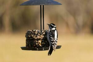 This little downy woodpecker was out to visit the birdseed cake. Her little black and white feathers standing out from the surroundings. This is a female bird due to not having the red on her head. photo
