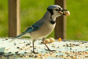 This cute little blue jay came to the deck to get some peanuts. These adorable corvids are a lot of fun to watch. I love the look of this bird with the peanut in his beak and his pretty blue feathers. photo