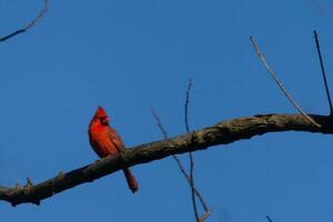 esta hermosa rojo cardenal se sentó encaramado en el rama de esta árbol. el brillante rojo cuerpo de el pájaro soportes fuera desde el desnudo marrón rama. allí son No hojas en esta miembro debido a el invierno estación. foto