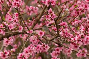 These cute little birds are sitting in the peach tree. The colors of the avians stand out. I love the pink flowers and how they look like cherry blossoms. The cute birds are just perched here. photo