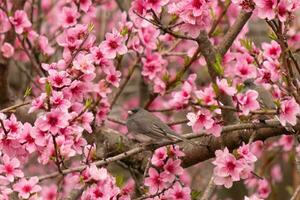 These cute little birds are sitting in the peach tree. The colors of the avians stand out. I love the pink flowers and how they look like cherry blossoms. The cute birds are just perched here. photo