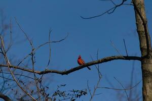 esta hermosa rojo cardenal se sentó encaramado en el rama de esta árbol. el brillante rojo cuerpo de el pájaro soportes fuera desde el desnudo marrón rama. allí son No hojas en esta miembro debido a el invierno estación. foto