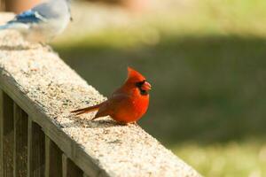 esta hermosa cardenal estaba sentado en el de madera barandilla de el cubierta con alpiste. su brillante rojo cuerpo soportes fuera desde el alrededores. su pequeño negro máscara proteger su ojos desde el ligero. foto