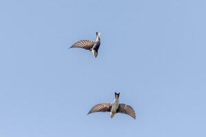 These little tree swallows are flying around in a blue sky. The cute little avians seem to be doing some aerial acrobatics like. These little birds seem like the blue angels of the feathered animals. photo