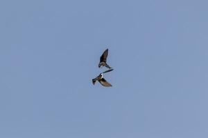 These little tree swallows are flying around in a blue sky. The cute little avians seem to be doing some aerial acrobatics like. These little birds seem like the blue angels of the feathered animals. photo