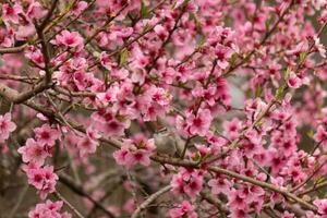 These cute little birds are sitting in the peach tree. The colors of the avians stand out. I love the pink flowers and how they look like cherry blossoms. The cute birds are just perched here. photo