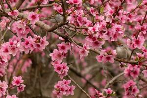 These cute little birds are sitting in the peach tree. The colors of the avians stand out. I love the pink flowers and how they look like cherry blossoms. The cute birds are just perched here. photo