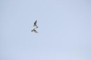 These little tree swallows are flying around in a blue sky. The cute little avians seem to be doing some aerial acrobatics like. These little birds seem like the blue angels of the feathered animals. photo