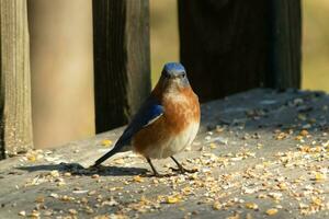 This little bluebird stood on the brown wooden boards of the deck surrounded in birdseed. His rusty orange and white belly stand out against his blue wings on the birds back with little black eyes. photo