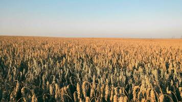 orecchie di Grano nel il campo. Grano raccogliere volta. agricoltura e Grano coltivazione. d'oro orecchie di Grano. video