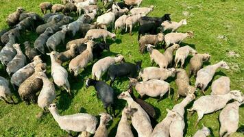 uma topo Visão do uma rebanho do ovelha pastar em uma Prado do uma verde campo. video