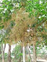 Spring time Sal tree and flower in Bangladesh photo