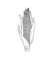 Hand-drawn Corn. Botanical drawing of field maize stalk with leaf. Corn cobs and grain. Botanical vector illustration isolated on a white background.