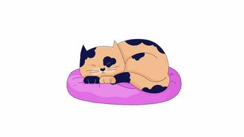 Lazy spotted cat sleeping on pillow line 2D character animation. Comfortable pet flat color cartoon 4K video, alpha channel. Cute kitten. Adorable kitty laying down animated animal on white background video