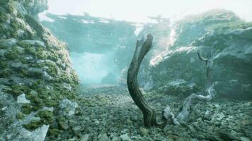 An underwater scene with rocks and a tree trunk video