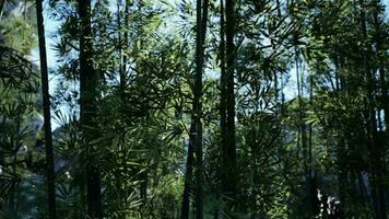 een groep van bomen dat zijn De volgende naar elk andere video