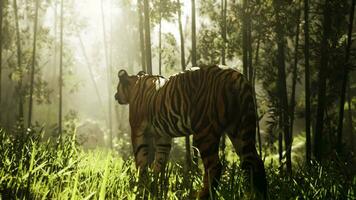 Under the radiant sun a massive Bengal tiger pursues its quarry through a bamboo video