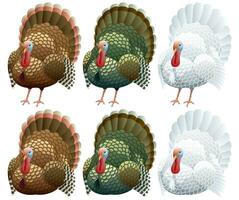 Turkey Isolated Set vector