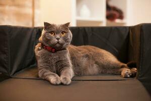 Happy scottish fold laying on her bed celebrating christmas. photo