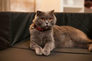 Proud scottish fold laying in her bed celebrating christmas. photo