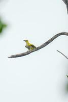 Black-naped Oriole perched on tree photo