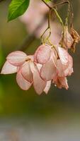 Dona Queen Sirikit blooming in the garden photo