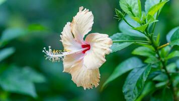 Shoe Flower, Hibiscus, Chinese rose blooming in the garden photo