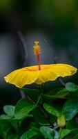 Shoe Flower, Hibiscus, Chinese rose blooming in the garden photo