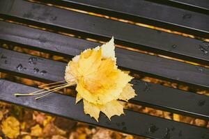 Close up photo of fall leaf on the bench in the park.