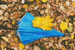 Close up photo of umbrella and fall  leaves in the park.