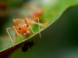 Red ants or Oecophylla smaragdina of the family Formicidae found their nests in nature by wrapping them in leaves. red ant face macro animal or insect life photo