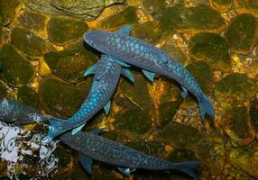 escuelas de negro pescado tener azul vidrioso escamas. nadar en un con fondo de guijarros estanque con claro, limpiar agua ese es el naturaleza de acuático animales foto