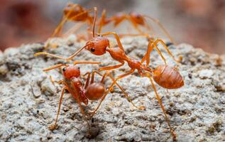 Red ants or Oecophylla smaragdina of the family Formicidae found their nests in nature by wrapping them in leaves. red ant face macro animal or insect life photo