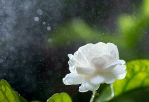 jazmín flores son floreciente con agua gotas y gotas de lluvia rociado abajo. naturaleza plantas, flores y gotas de lluvia. agua gotas en flores y lluvia foto