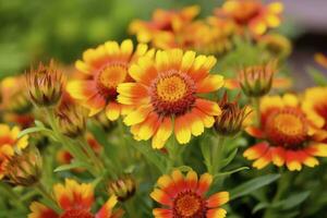 AI generated Gaillardia or Blanket Flower. Bright and Colorful Shades of Warm Tones. AI Generated photo