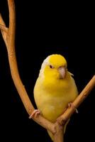 Tiny parrot parakeet yellow Forpus bird Pacific Parrotlet rest on branch. photo