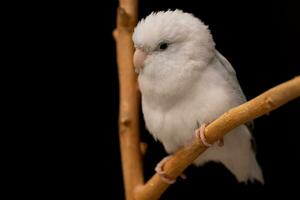 Tiny parrot parakeet white Forpus bird Pacific Parrotlet rest on branch. photo