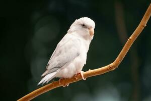 Tiny parrot parakeet white Forpus bird Pacific Parrotlet rest on branch. photo