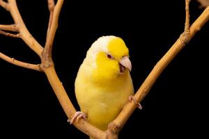 Tiny parrot parakeet yellow Forpus bird Pacific Parrotlet rest on branch. photo