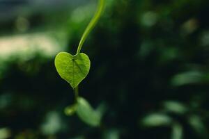 Green heart leaf in nature photo