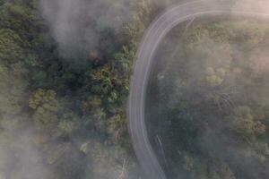 aéreo ver de bosque la carretera foto