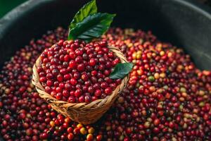 Cherry coffee beans in a bucket photo