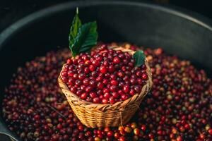 Cherry coffee beans in a bucket photo