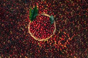 Cherry coffee beans in a bucket photo