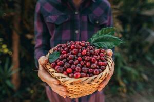 Cherry coffee beans in a basket photo