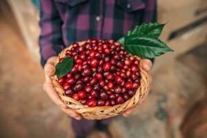 Cherry coffee beans in a basket photo