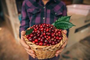 Cherry coffee beans in a basket photo