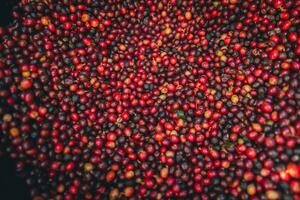Red cherry coffee beans in a bucket photo