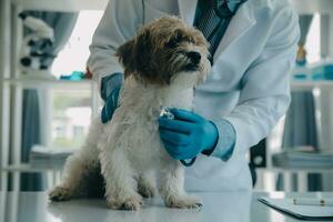 Vet examining dog and cat. Puppy and kitten at veterinarian doctor. Animal clinic. Pet check up and vaccination. Health care. photo