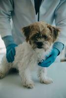 Vet examining dog and cat. Puppy and kitten at veterinarian doctor. Animal clinic. Pet check up and vaccination. Health care. photo